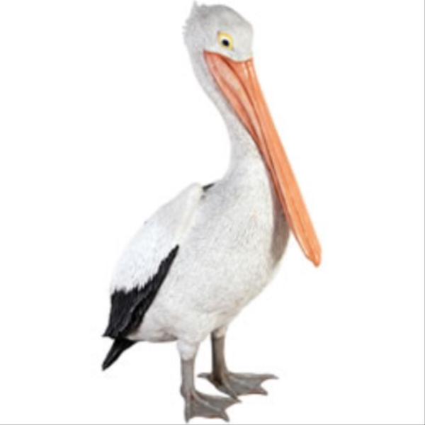 完売 Frp おすましペリカン Standing Pelican 動物園オブジェ アニマルオブジェ 店舗 イベ 信頼 Olsonesq Com