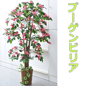 ブーゲンビリア 大型観葉植物 人工観葉植物 通販 リビングにもお勧め 店舗用 今なら竹製鉢カバー付 観葉植物 Www Gordonterrace Ca ブーゲンビリア 大型観葉植物 人工観葉植物 通販 リビングにもお勧め 店舗用 今なら竹製鉢カバー付 観葉植物 Www Gordonterrace Ca