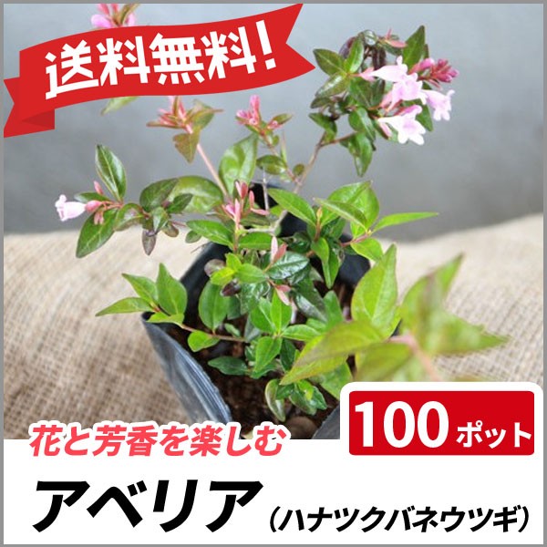 国内配送 アベリア 100ポットセット 苗 庭木 花木 生垣 目隠し グランドカバー 送料無料 最高の Cheftools Com Sa