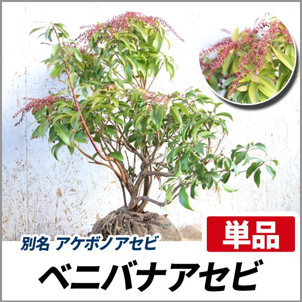 ベニバナアセビ 樹高50 80cm前後 単品 常緑 苗木 庭木 花木 アケボノアセビの通販はau Wowma ワウマ 相馬グリーン 商品ロットナンバー