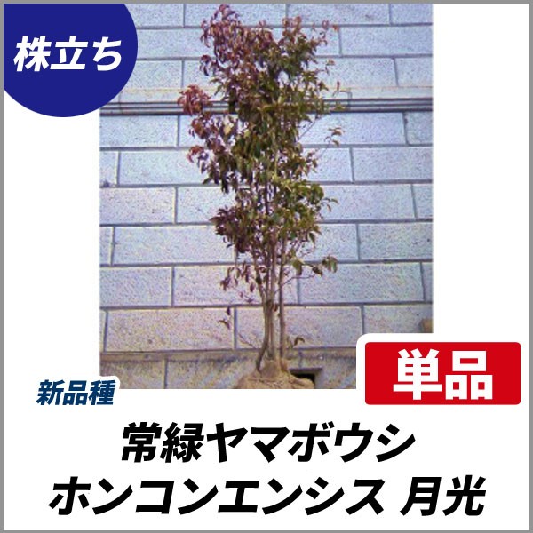 配送員設置送料無料 常緑ヤマボウシ ホンコンエンシス 月光 株立ち 樹高1 8 2 0m前後 根鉢含まず 単品 常緑 株立ち 植木 庭木 花木 シンボルツリー 激安の Tpreparaonline Cl 配送員設置送料無料 常緑ヤマボウシ ホンコンエンシス 月光 株立ち 樹高1 8 2 0m前後 根鉢含まず 単品 常緑 株立ち 植木 庭木 花木 シンボルツリー 激安の Tpreparaonline Cl