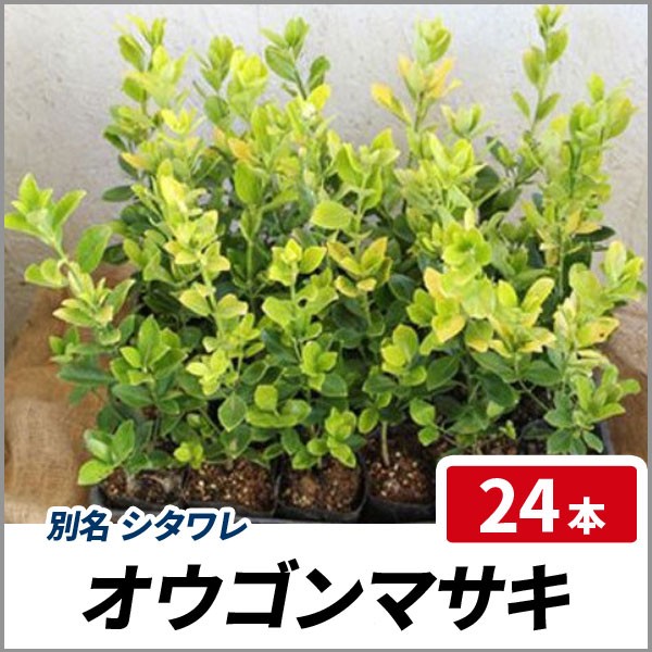 魅力的な オウゴンマサキ 樹高30cm前後 24本セット 常緑 植木 庭木 生垣 目隠し シタワレ 肌触りがいい Olsonesq Com