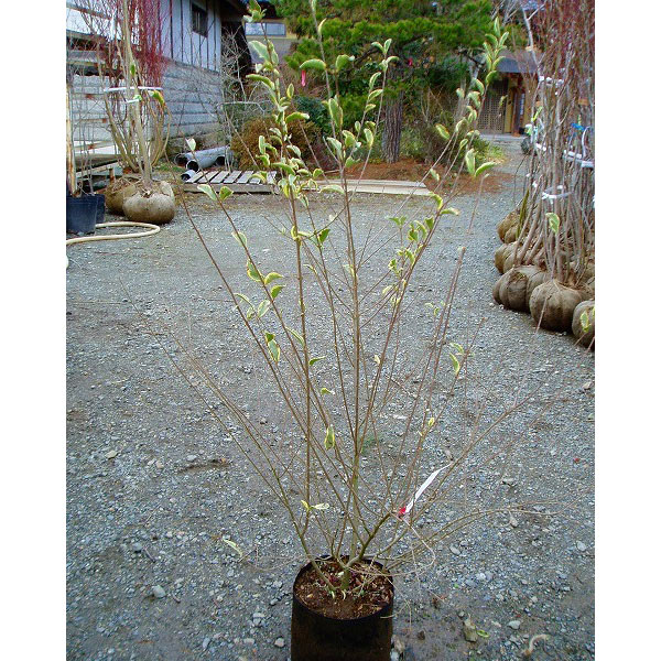 新作モデル シルバープリペット 樹高1 0m前後 15本セット 常緑 斑入り 庭木 生垣 セイヨウイボタノキ 全国宅配無料 Olsonesq Com