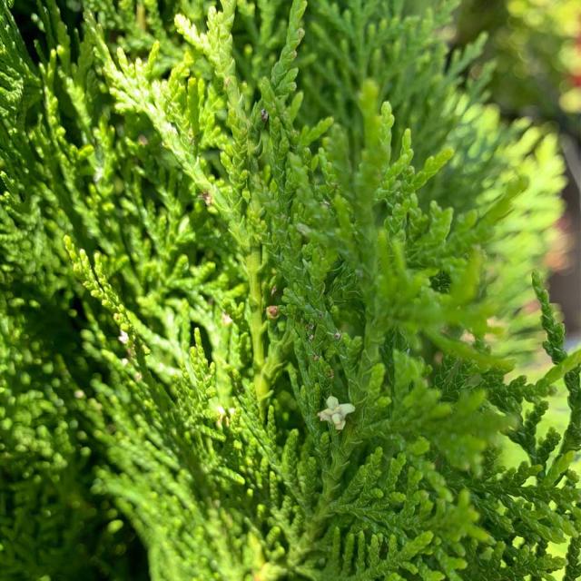 コノテガシワ エレガンテシマ 樹高1 5m前後 根鉢含まず の通販はau Wowma ワウマ 相馬グリーン 商品ロットナンバー