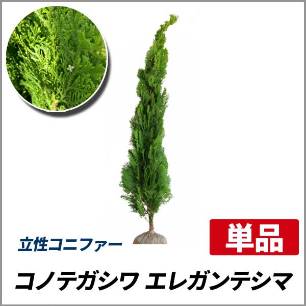 コノテガシワ エレガンテシマ 樹高1 5m前後 根鉢含まず の通販はau Wowma ワウマ 相馬グリーン 商品ロットナンバー