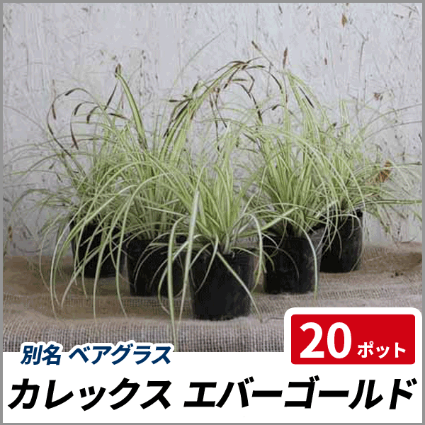 クライマックスセール再値下げ カレックス エバーゴールド ポットセット 国内正規品 限定 Farmerscentre Com Ng