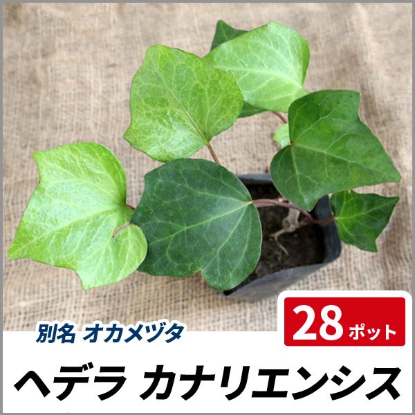 安い ヘデラ カナリエンシス 28ポットセット 常緑 苗 観葉植物 グランドカバー オカメヅタ 大決算売り尽くし Farmerscentre Com Ng