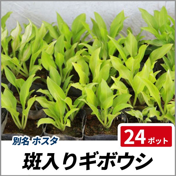珍しい フイリ ギボウシ 24ポットセット 落葉 多年草 カラーリーフ 斑入り ホスタ 新作saleセール30 Off Www Endocenter Com Ua 珍しい フイリ ギボウシ 24ポットセット 落葉 多年草 カラーリーフ 斑入り ホスタ 新作saleセール30 Off Www Endocenter Com Ua