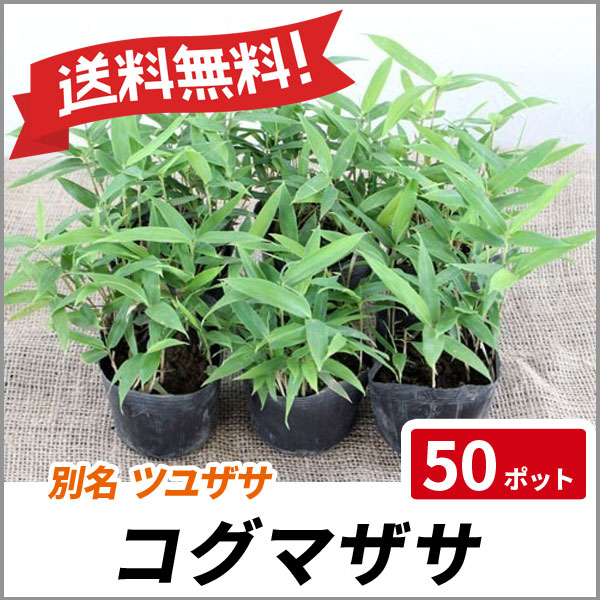 在庫一掃最安挑戦 コグマザサ 50ポットセット 常緑 苗 グランドカバー 和風 ツユザサ 送料無料 ロングセラー Iacymperu Org