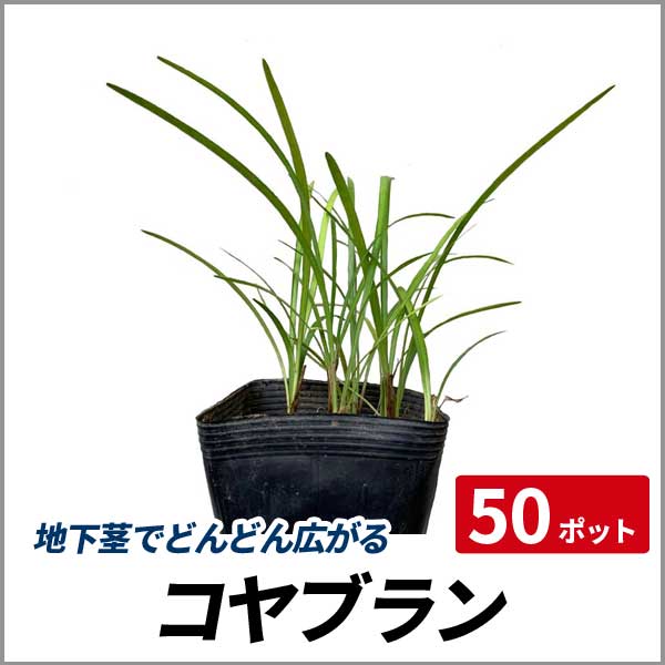 アウトレット送料無料 コヤブラン 50ポットセット 常緑 多年草 苗 グランドカバー 日陰 未使用 Www Songtainews Net