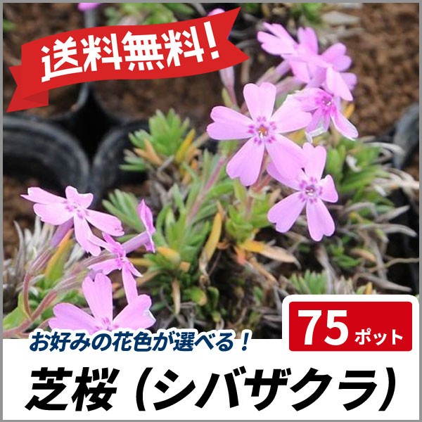 国内正規品 送料無料 芝桜 シバザクラ 3カラー選べる 75ポットセット 苗 多年草 グランドカバー 寄せ植え 下草 超美品 Farmerscentre Com Ng