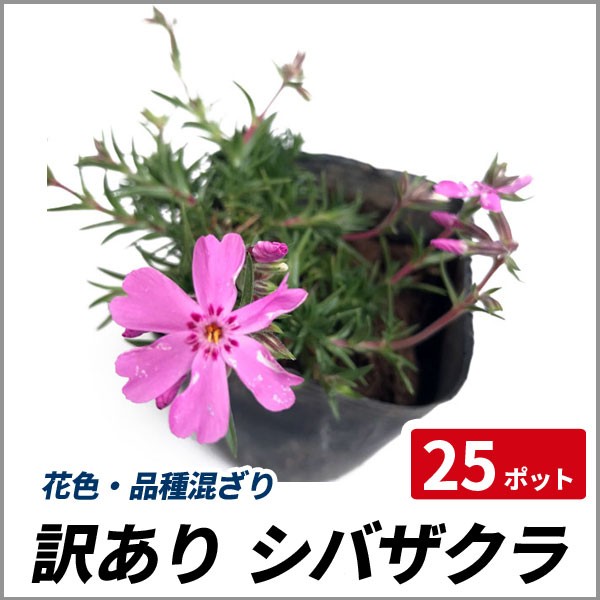 訳あり 芝桜 シバザクラ 花色 品種混ざり 25ポットセット 多年草 グランドカバー 寄せ植え 縁取り 法面の通販はau Pay マーケット 相馬グリーン 商品ロットナンバー