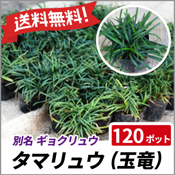 Sale 送料無料 タマリュウ 1ポットセット 常緑 多年草 苗 グランドカバー 玉竜 送料無料 激安単価で Www Iacymperu Org