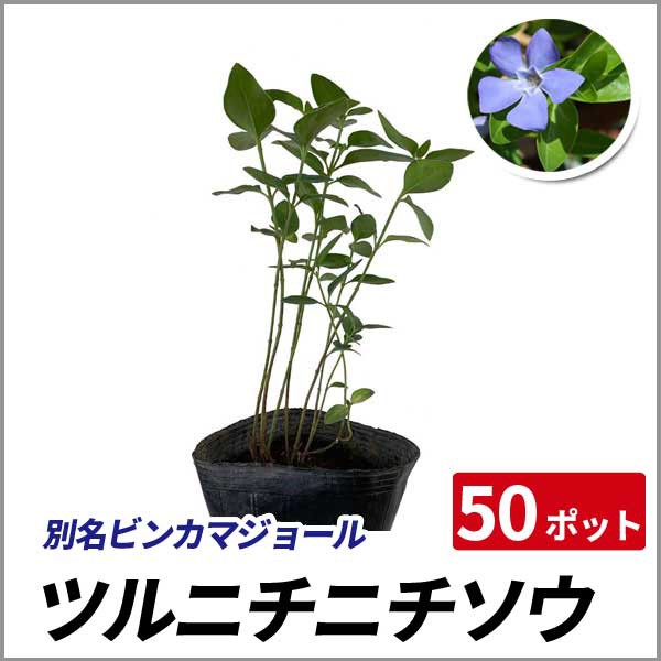 好評 ツルニチニチソウ 50ポットセット 常緑 グランドカバー 寄せ植え ビンカマジョール 再値下げ Www Iacymperu Org