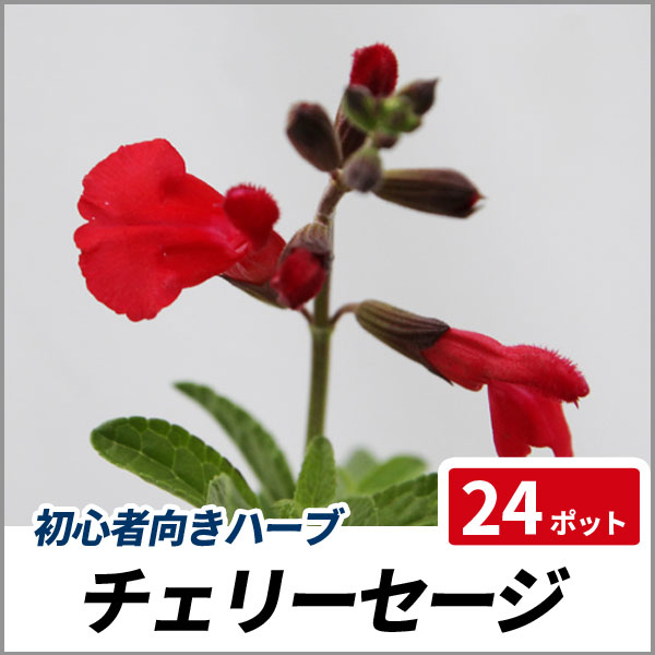 正規店仕入れの チェリーセージ 24ポットセット 多年草 ハーブ 苗 コンパニオンプランツ おしゃれ Carlavista Com