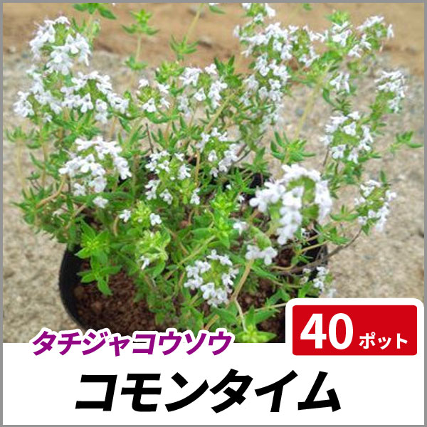 売れ筋 コモンタイム 40ポットセット ハーブ 立性 苗 タチジャコウソウ 在庫有 Www Centrodeladultomayor Com Uy