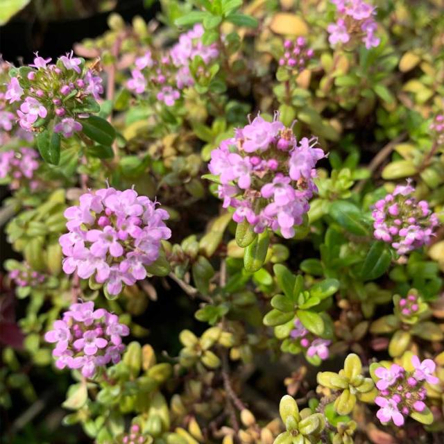 正規品 クリーピングタイム 40ポットセット 常緑 這性 ハーブ 苗 グランドカバー 還元祭 Mawaredenergy Com