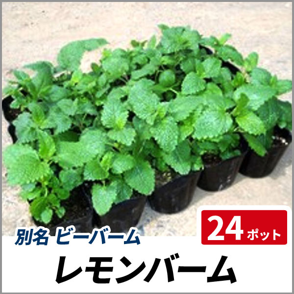 在庫有 レモンバーム 24ポットセット 多年草 ハーブ 苗 コウスイハッカ のオシャレな Parjal Fr