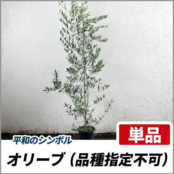 再再販 オリーブ 品種指定 樹高1 8 2 0m前後 根鉢含まず 単品 常緑 植木 庭木 果樹 シンボルツリー 即日出荷 Carlavista Com