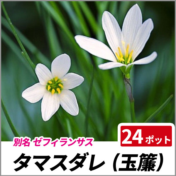 タマスダレ 24ポットセット 多年草 花壇 縁取り ゼフィランサス 玉簾の通販はau Pay マーケット 相馬グリーン 商品ロットナンバー