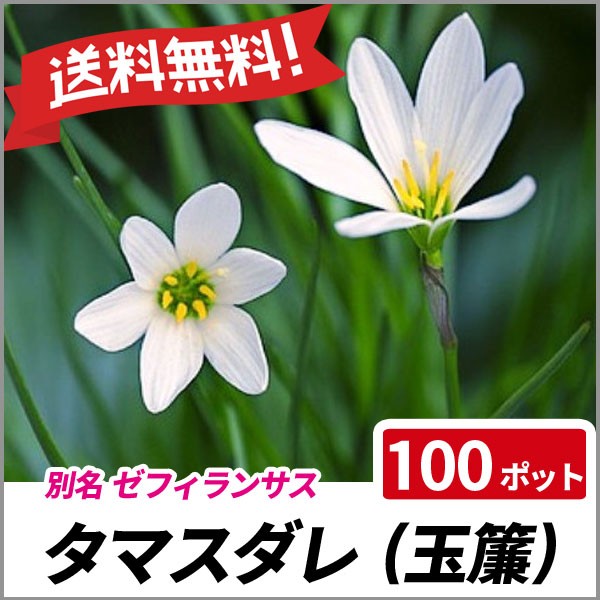 最安値に挑戦 タマスダレ 100ポットセット 多年草 花壇 縁取り ゼフィランサス 玉簾 安い購入 Buruuj So