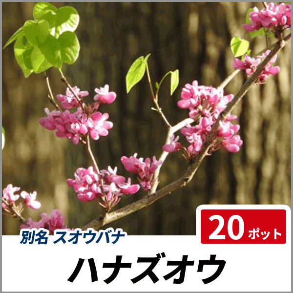 Sale 送料無料 ハナズオウ 樹高30 50cm前後 ポットセット 落葉 苗木 庭木 花木 花蘇芳 スオウバナ 21新発 Majconsults Com