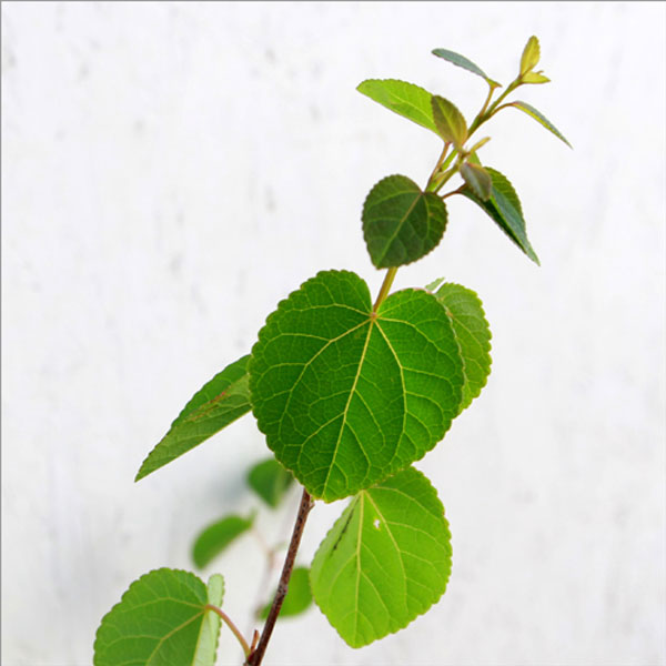 公式店舗 カツラ 単木 樹高1 8 2 0m前後 根鉢含まず 単品 落葉 植木 庭木 シンボルツリー コウノキ 新品 Olsonesq Com