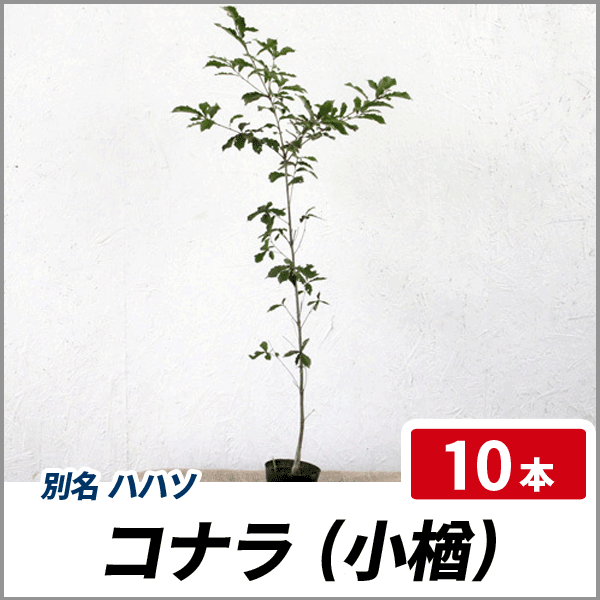 正規品 コナラ 樹高1 0 1 2m前後 10本セット 落葉 植木 庭木 シンボルツリー どんぐり 公式店舗 Olsonesq Com