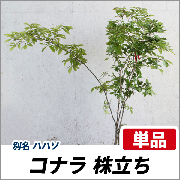 良好品 コナラ 株立ち コナラ 樹高1 8 2 0m前後 根鉢含まず 単品 落葉 株立ち 庭木 シンボルツリー シンボルツリー 落葉 どんぐり 最高の品質の 4eb6d415 Otobsbileti Whb Com Tr