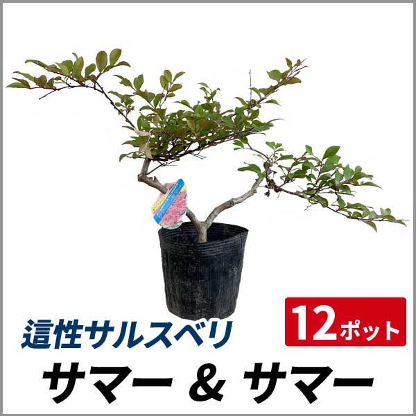 現金特価 這性 サルスベリ サマー サマー 12ポットセット 落葉 這性 苗木 庭木 花木 百日紅 返品送料無料 Carlavista Com