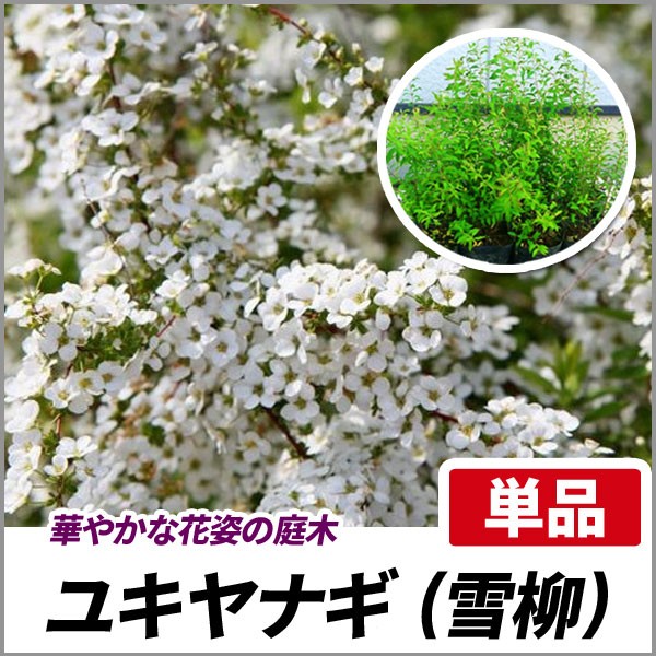 ユキヤナギ 単品 落葉 苗木 庭木 花木 花壇 雪柳の通販はau Pay マーケット 相馬グリーン 商品ロットナンバー