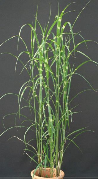 ススキ タカノハススキ 鷹の羽薄 大株 鉢植え 横縞 植木 庭木 花壇 多年草の通販はau Pay マーケット エストアガーデン 商品ロットナンバー