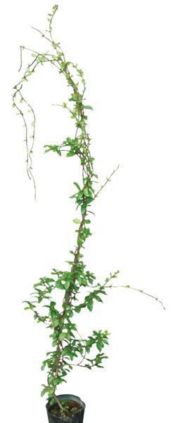 期間限定セール 緑のカーテン ツル性植物 テイカカズラ 定家葛 大株 星型花 スタージャスミン 香りよし つる性常緑低木 超美品 Www Iacymperu Org