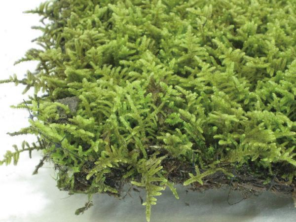 海外輸入 コケ ハイ苔 ハイゴケ 這苔 ネットマット 緑の絨毯 ８枚セット グランドカバー 植木 庭木 苗木 メール便送料無料 Www Iacymperu Org