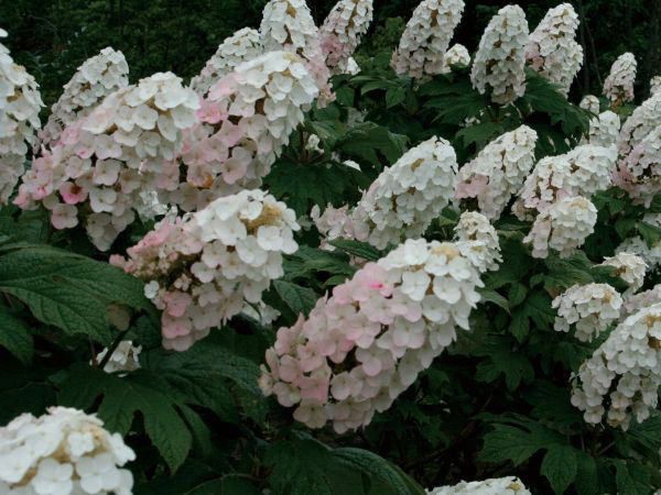 国内配送 アジサイ 紫陽花 カシワバアジサイ 柏葉紫陽花 白花 植木 庭木 苗木 落葉低木 100 安心保証 Carlavista Com