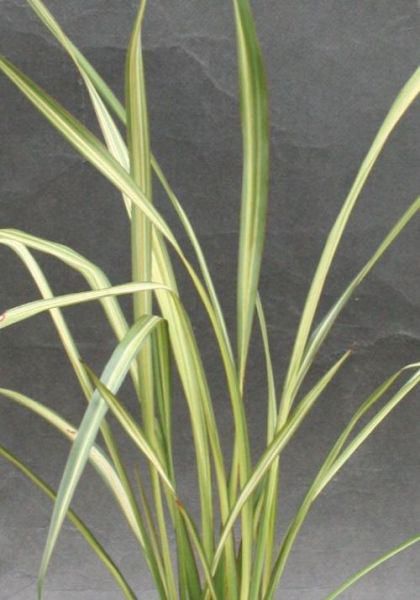 気質アップ ニューサイラン アプリコットクイーン 観賞用 観葉植物 庭植え 花壇 鉢植え 新作 Www Iacymperu Org