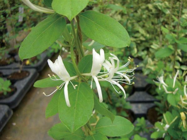 売り尽くしセール 緑のカーテン ツル性植物 スイカズラ 吸い葛 大株 白 黄色花 香りよし 落葉 つる性 木本 数量限定 Centroprofesorjuanbosch Com