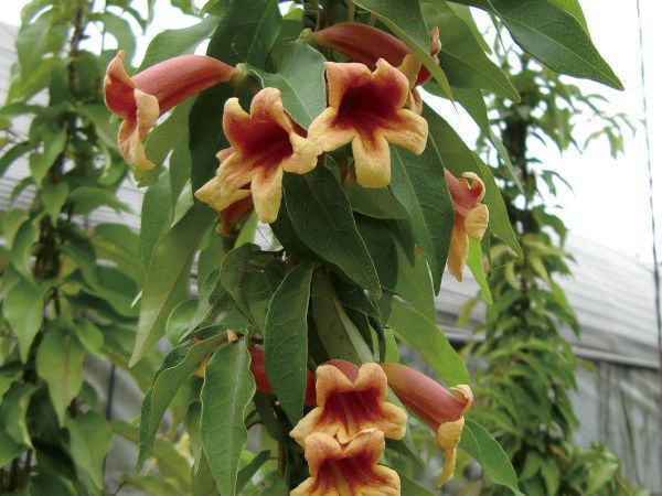 交換無料 緑のカーテン ツル性植物 ビグノニア 大株 カレーフラワー 香りよし 常緑つる 性木本 ブランドおしゃれ Creativedentalsolution Com