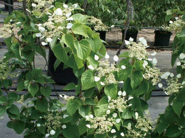 在庫限りセール 緑のカーテン ツル性植物 イワガラミ 岩絡み ムーンライト 大株 ブロック 石垣 落葉つる性木本 本日超得 Www Iacymperu Org