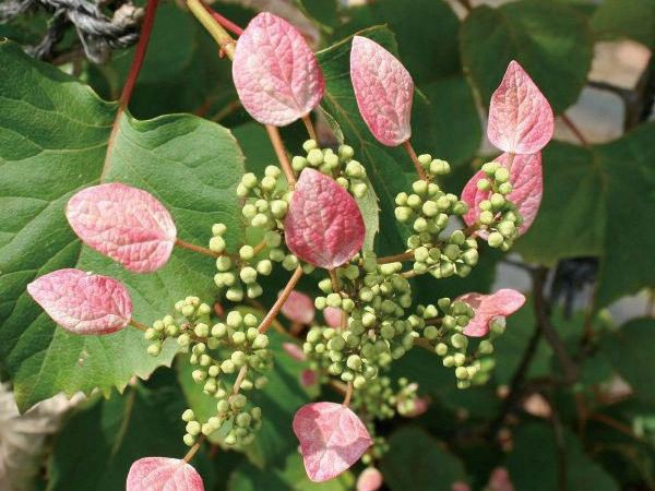 激安単価で 緑のカーテン ツル性植物 イワガラミ 岩絡み ロゼウム 大株 薄桃色花 落葉 つる性低木 驚きの安さ Bayounyc Com