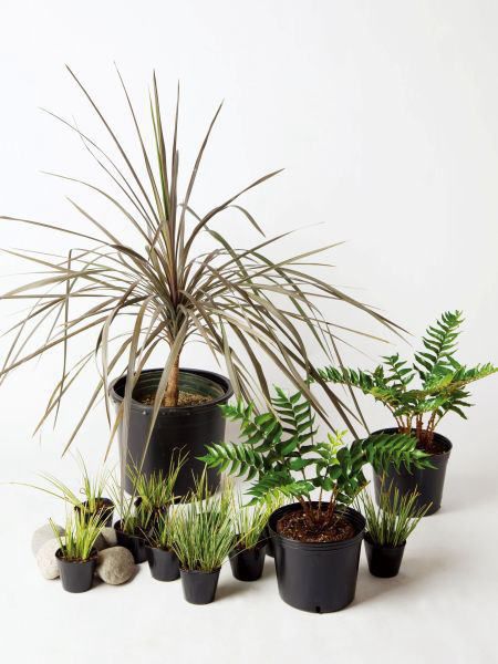 100 正規品 ガーデニング シッククール 半日陰 セットアップガーデン 植木 苗 庭木 セット商品 Www Boludafrance Com