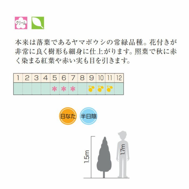 全日本送料無料 ヤマボウシ 山法師 ホンコンエンシス 常緑 紅葉 食用可 果実 シンボルツリー 記念樹 植木 庭木 苗木 花木 再再販 Olsonesq Com