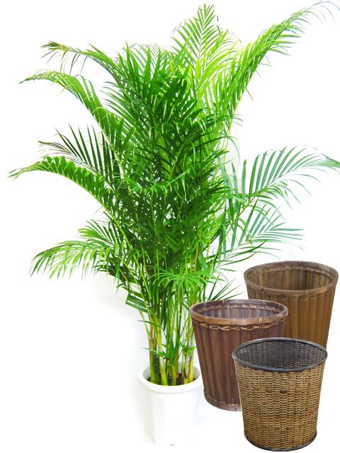 アレカヤシ 10号サイズ バスケット 鉢カバー 付き の通販はau Wowma ワウマ Hitotoki 商品ロットナンバー