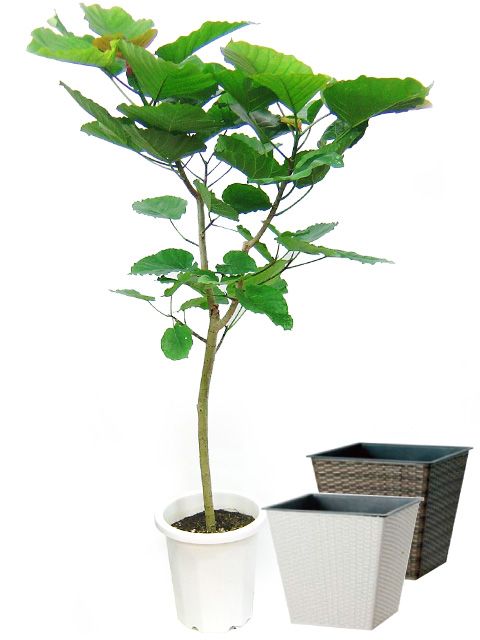 フィカス ウンベラータ 10号サイズ ウィッカーポット 鉢カバー 付き の通販はau Wowma ワウマ Hitotoki 商品ロットナンバー