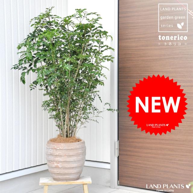 すべての美しい花の画像 ベストシマトネリコ 鉢植え 育て方