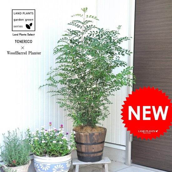 シマトリネコ 毛虫