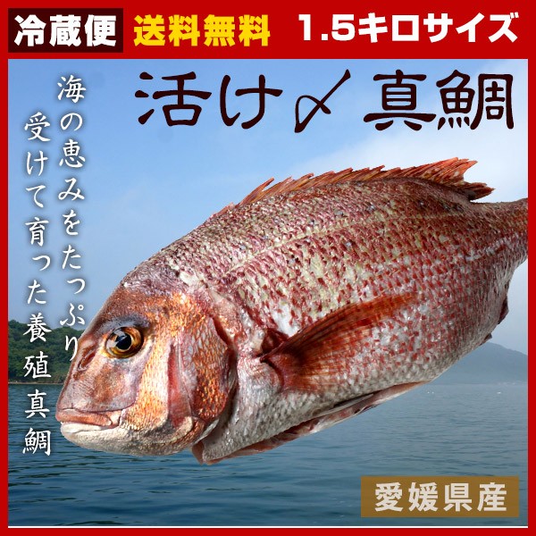 鯛 たい タイ 活け〆真鯛丸ごとお届け 1 5kg前後 原体サイズ 愛媛を筆頭に最良の鯛をお届けします 養殖 冷蔵便でお届け 愛媛県の通販はau Pay マーケット 瀬戸内漁師の海鮮問屋 商品ロットナンバー