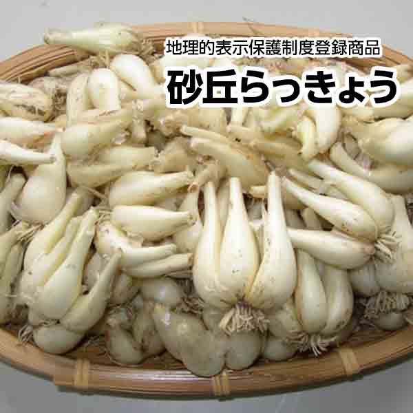 当日出荷 送料無料 鳥取県産 砂丘らっきょう 根付らっきょう 地理的表示保護制度登録商品 ｓ ｍサイズ 約10kg 北海道沖縄別途送料加算 Web限定 Iacymperu Org