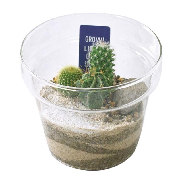 Life スパイス 花 観葉植物 盆栽 Spice 植物 Spice サボテン Of ラボガラス 植え込み ガラス Lサイズ 8s43 プランター 6個 ガーデン 植物 サボテン 多肉 ガラス 綺麗