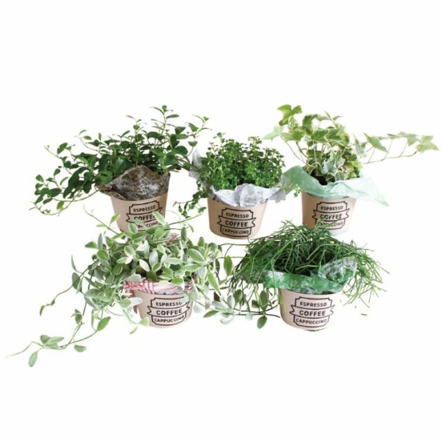 半額品 Spice スパイス Cafe気分 ラッピング苗set 5色アソート Hak 24個 ガーデン 植物 観葉植物 取寄品 Carlavista Com